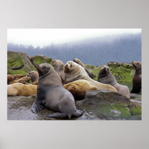 Steller Sea Lejon - Konsthyrning Poster