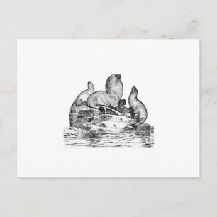 Steller Sea Lejon Vykort