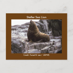 Steller Sea Lejon Vykort