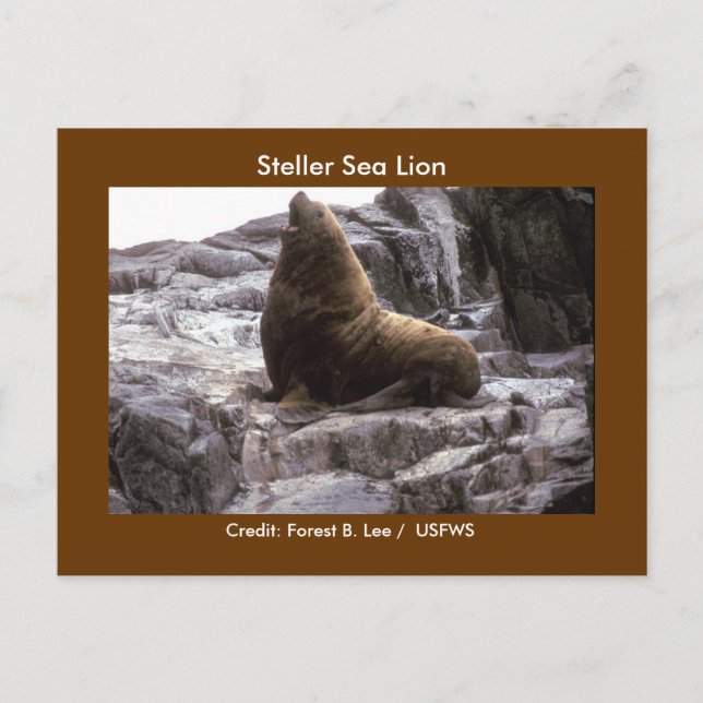 Steller Sea Lejon Vykort (Framsida)