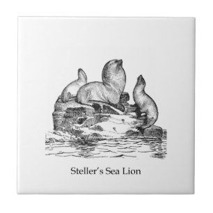 Steller sjölejon kakelplatta