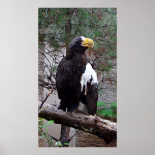 Stellers Eagle Poster