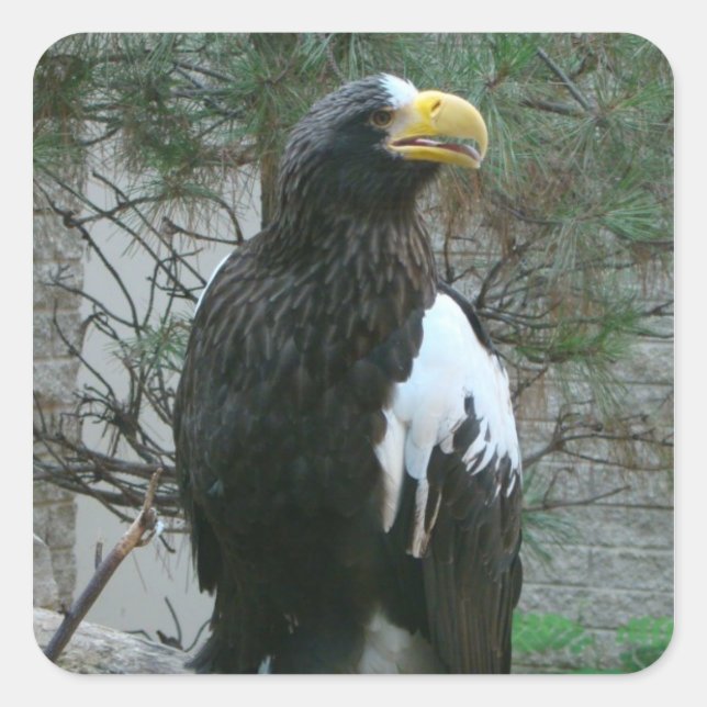 Stellers Eagle Sticker Fyrkantigt Klistermärke (Framsida)