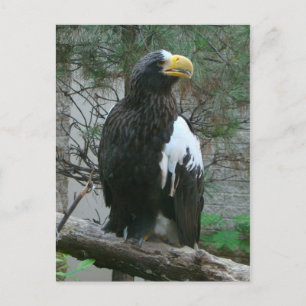 Stellers Eagle-vykort Vykort