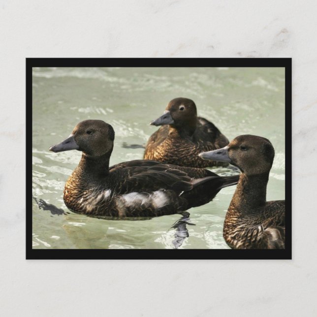 Steller's Eider Females Vykort (Framsida)