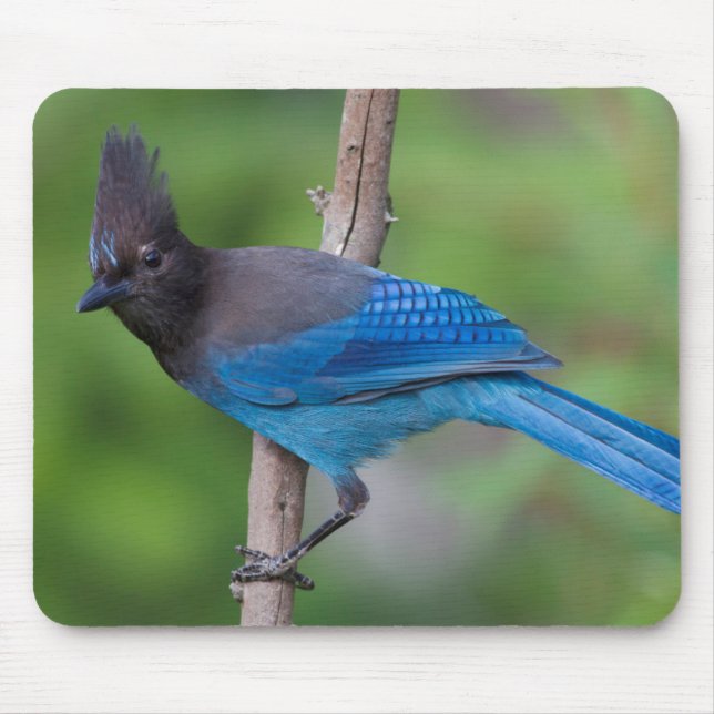 Stellers Jay 1 Musmatta (Framsidan)