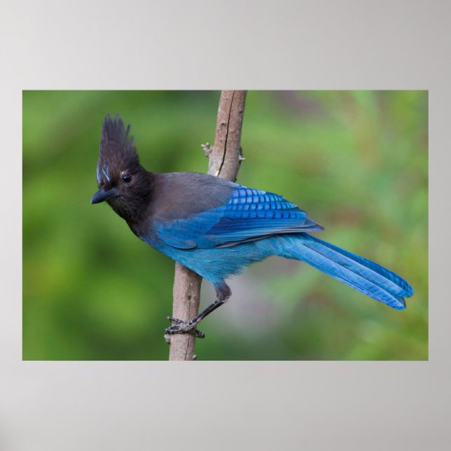 Stellers Jay 1 Poster (Framsidan)