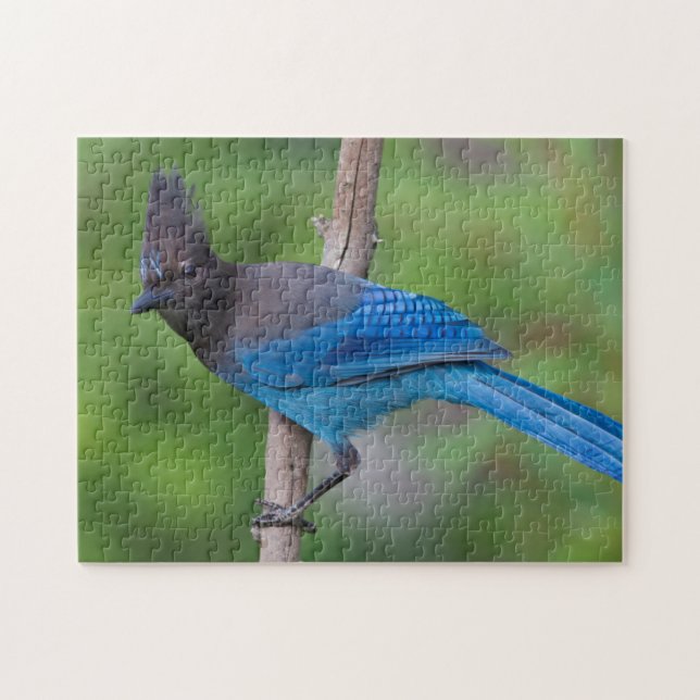 Stellers Jay 1 Pussel (Horisontell)