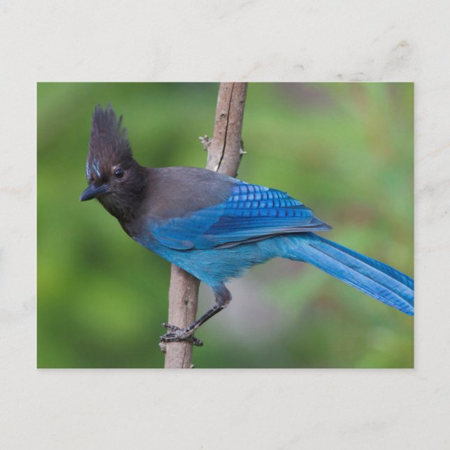Stellers Jay 1 Vykort (Framsida)