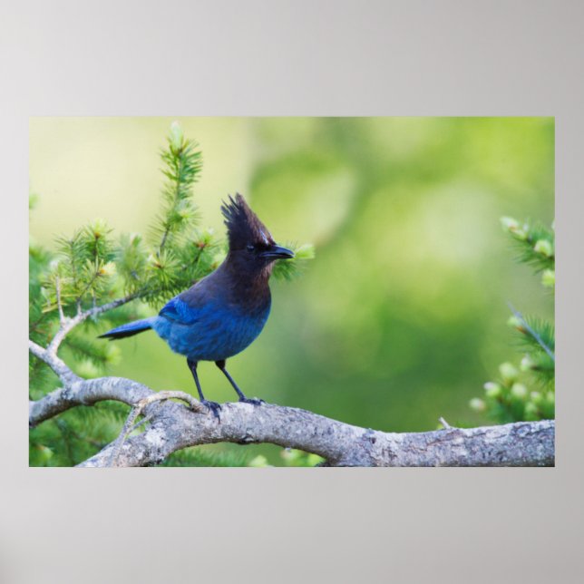 Stellers Jay 3 Poster (Framsidan)