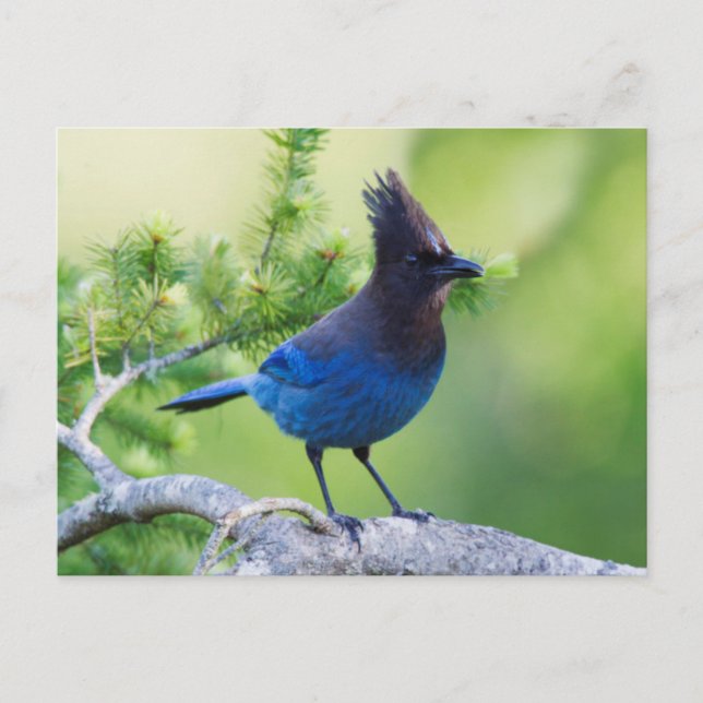 Stellers Jay 3 Vykort (Framsida)