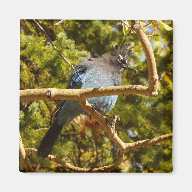 Steller's Jay at Rocky Mountain National Park Magnet (Framsidan)