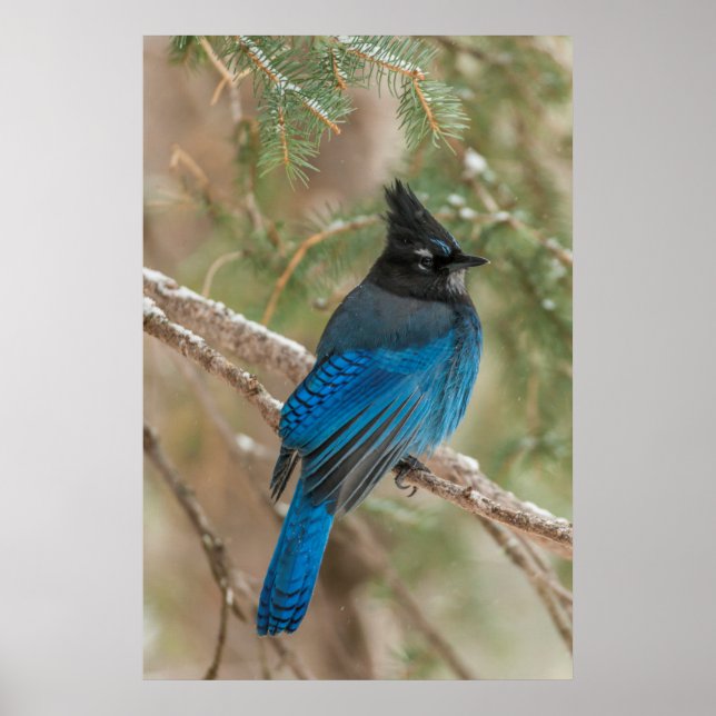 Steller's jay bird in tree poster (Framsidan)