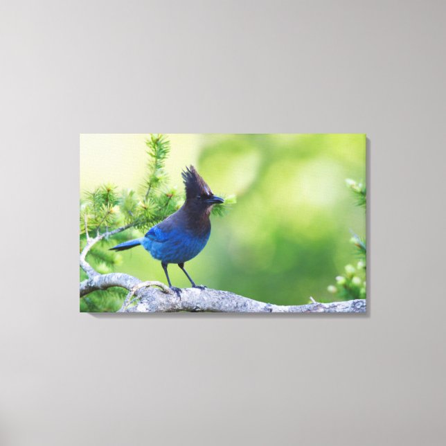 Stellers Jay Canvastryck (Framsida)