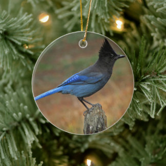 Stellers Jay (Cyanocitta stelleri) Julgransprydnad Keramik