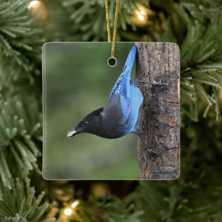 Stellers Jay (Cyanocitta stelleri) Julgransprydnad Keramik