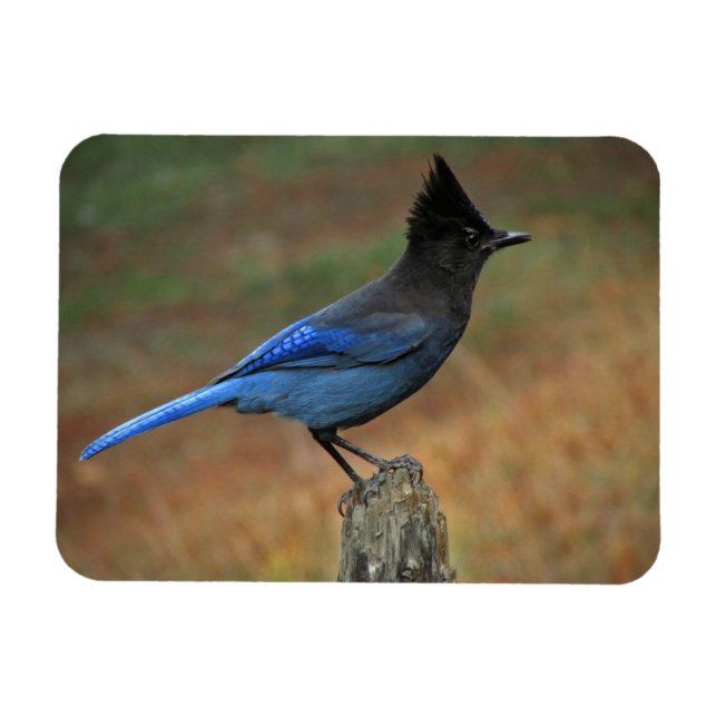 Stellers Jay (Cyanocitta stelleri) Magnet (Horisontell)