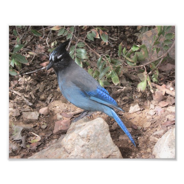Stellers Jay Fototryck (Framsidan)