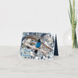 Steller's Jay God Jul Falt Vikcard Helgkort