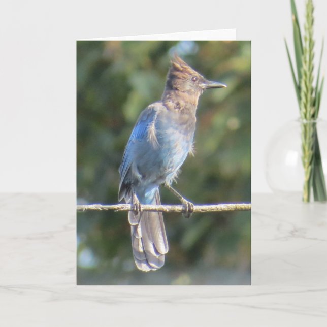 Steller's Jay Greeting Card Kort (Framsida)
