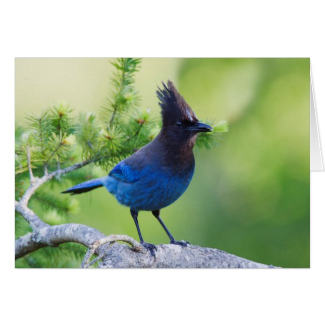 Stellers Jay Hälsningskort (Framsidan Horizontal)
