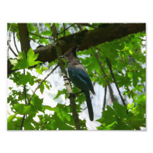 Stellers Jay i Yosemite National Park Fototryck
