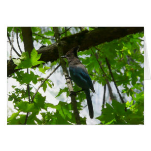 Stellers Jay i Yosemite National Park Hälsningskort