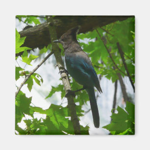 Stellers Jay i Yosemite National Park Magnet