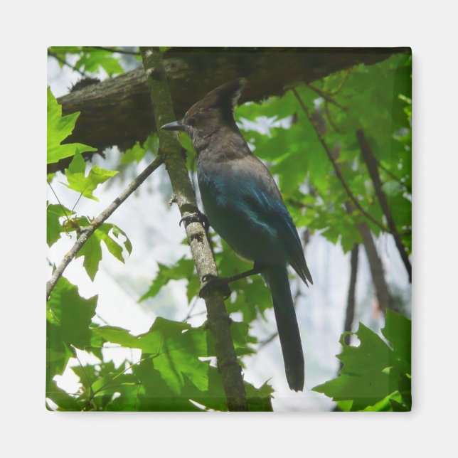 Stellers Jay i Yosemite National Park Magnet (Framsidan)