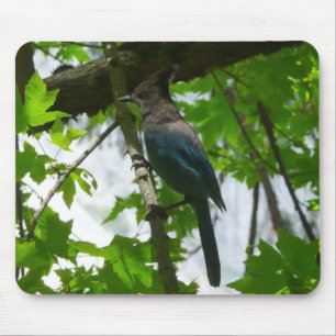 Stellers Jay i Yosemite National Park Musmatta