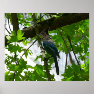 Stellers Jay i Yosemite National Park Poster