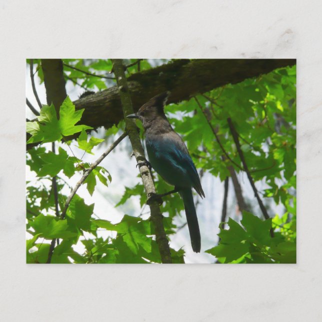 Stellers Jay i Yosemite National Park Vykort (Framsida)