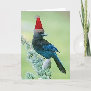Steller's Jay-julkort Kort