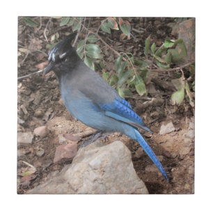 Stellers Jay Kakelplatta
