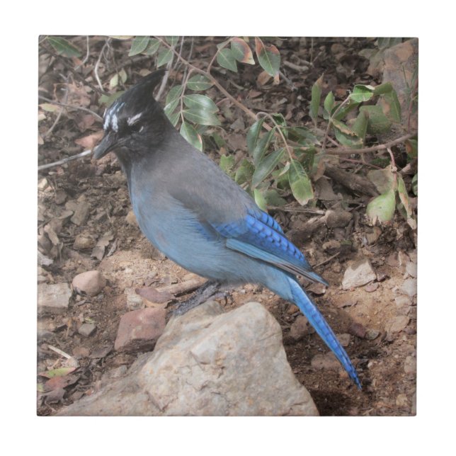 Stellers Jay Kakelplatta (Framsidan)