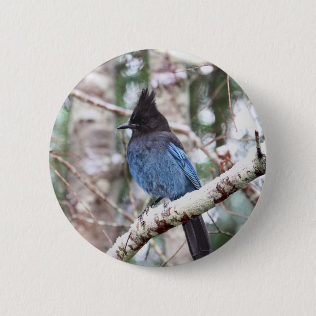Stellers Jay Knapp (Framsida)