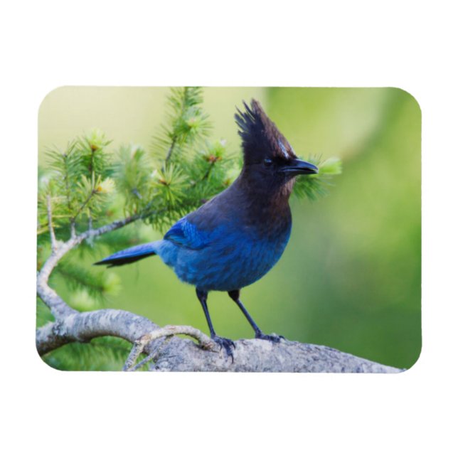 Stellers Jay Magnet (Horisontell)