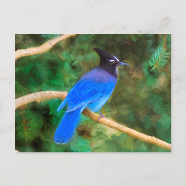 Steller's Jay-målning - Original fågelkonst Vykort (Framsida)