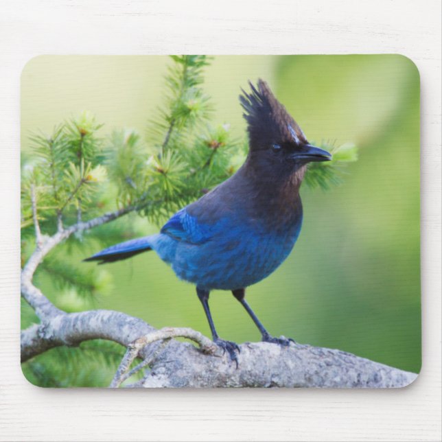 Stellers Jay Musmatta (Framsidan)