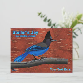 Stellers Jay On Inner Birch Bark