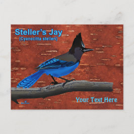 Steller's Jay On Inner Birch Bark Postcard Vykort