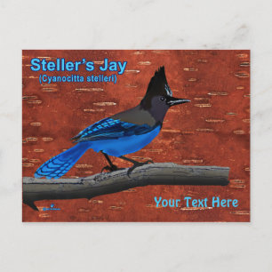 Steller's Jay On Inner Birch Bark Postcard Vykort