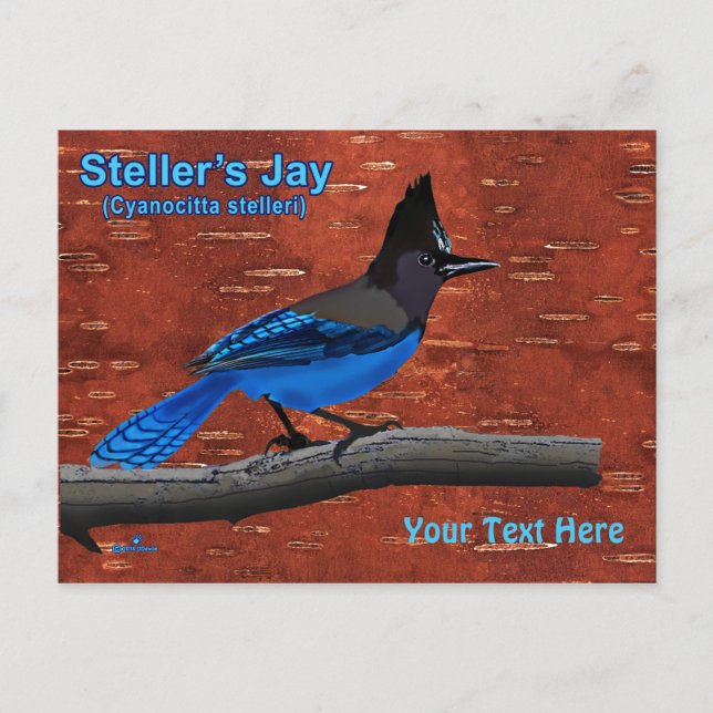 Steller's Jay On Inner Birch Bark Postcard Vykort (Framsida)
