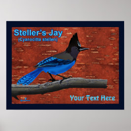 Steller's Jay On Inner Birch Bark Poster