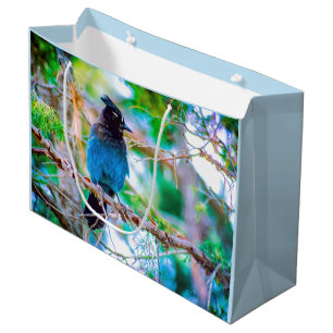 Steller's Jay - Originalfoto