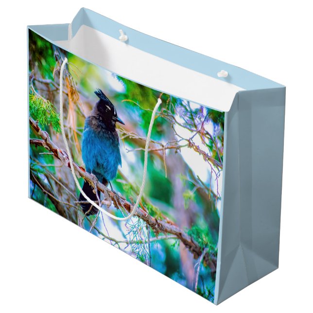 Steller's Jay - Originalfoto (Framsidan Vinklad)