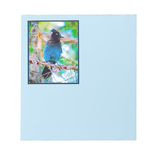 Steller's Jay - Originalfoto Anteckningsblock (Framsida)