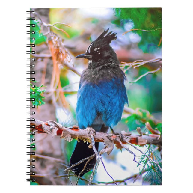 Steller's Jay - Originalfoto Anteckningsbok (Framsidan)