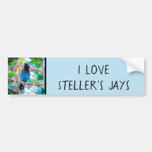 Steller's Jay - Originalfoto Bildekal