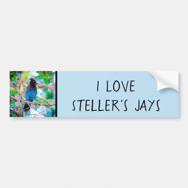 Steller's Jay - Originalfoto Bildekal (Framsidan)
